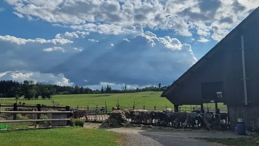 Kühe am Futtertisch eines Bauernhofs, dahinter grüne Weiden und dramatische Wolkenformation